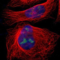 IF3EI Antibody, Novus Biologicals 25 &mu;L; Unlabeled:Antibodies, Polyclonal